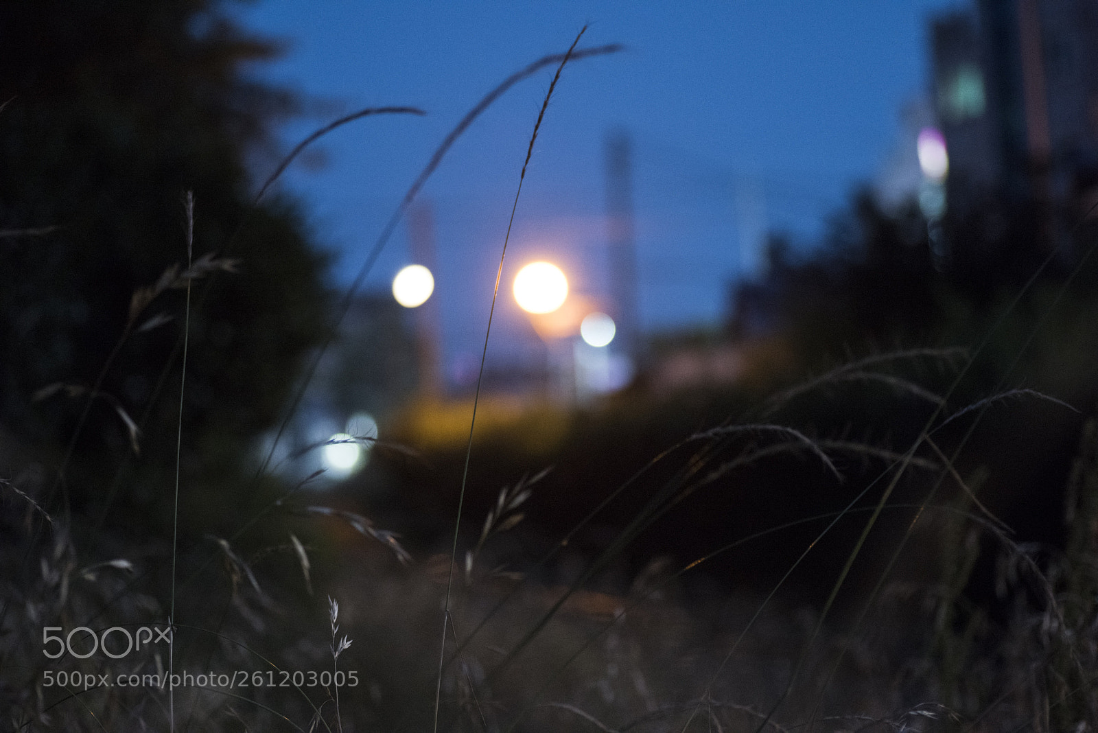 Nikon D810 sample photo. In a world  no.29 photography