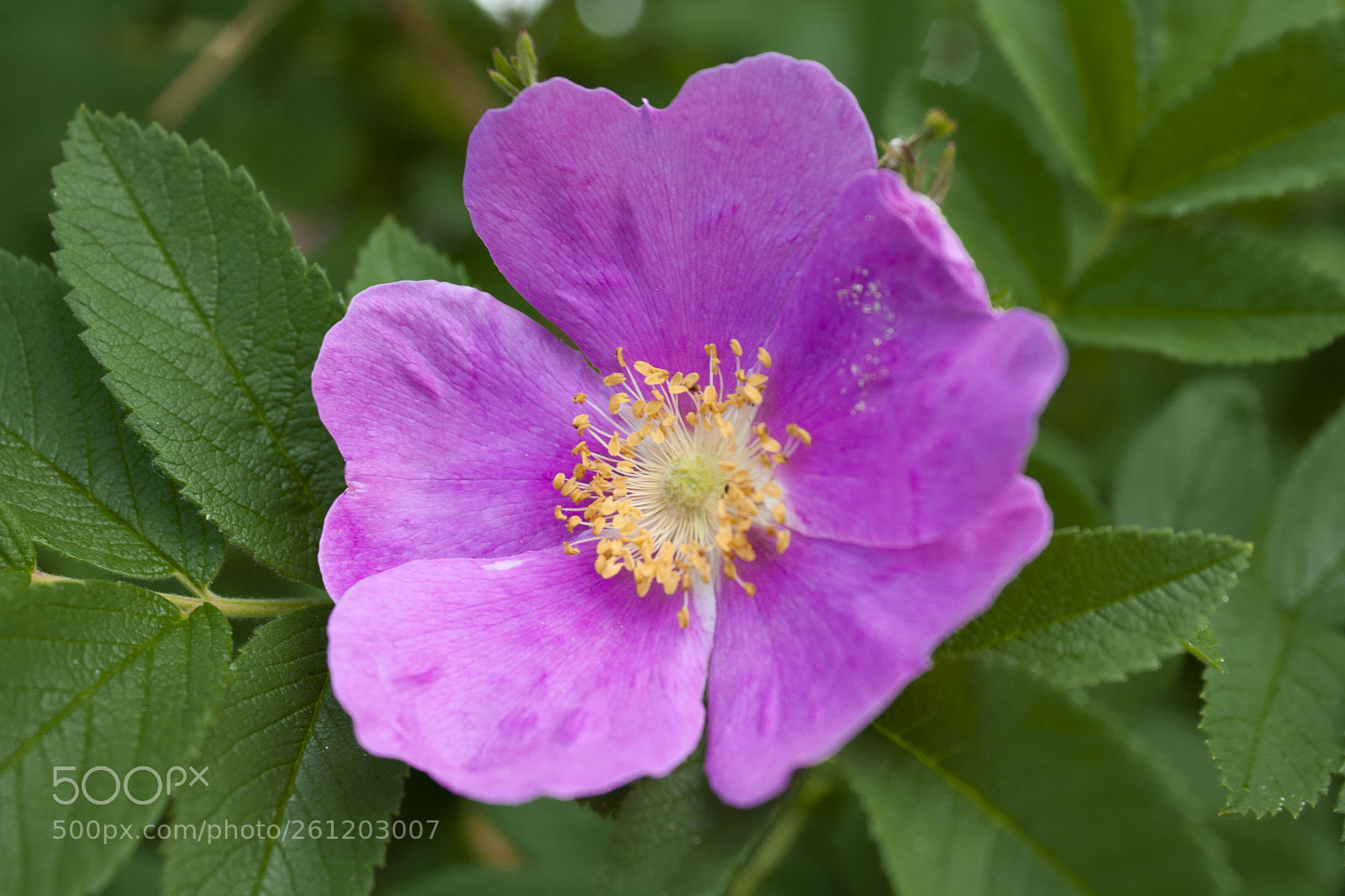 Canon EOS 1000D (EOS Digital Rebel XS / EOS Kiss F) sample photo. Purple flower photography