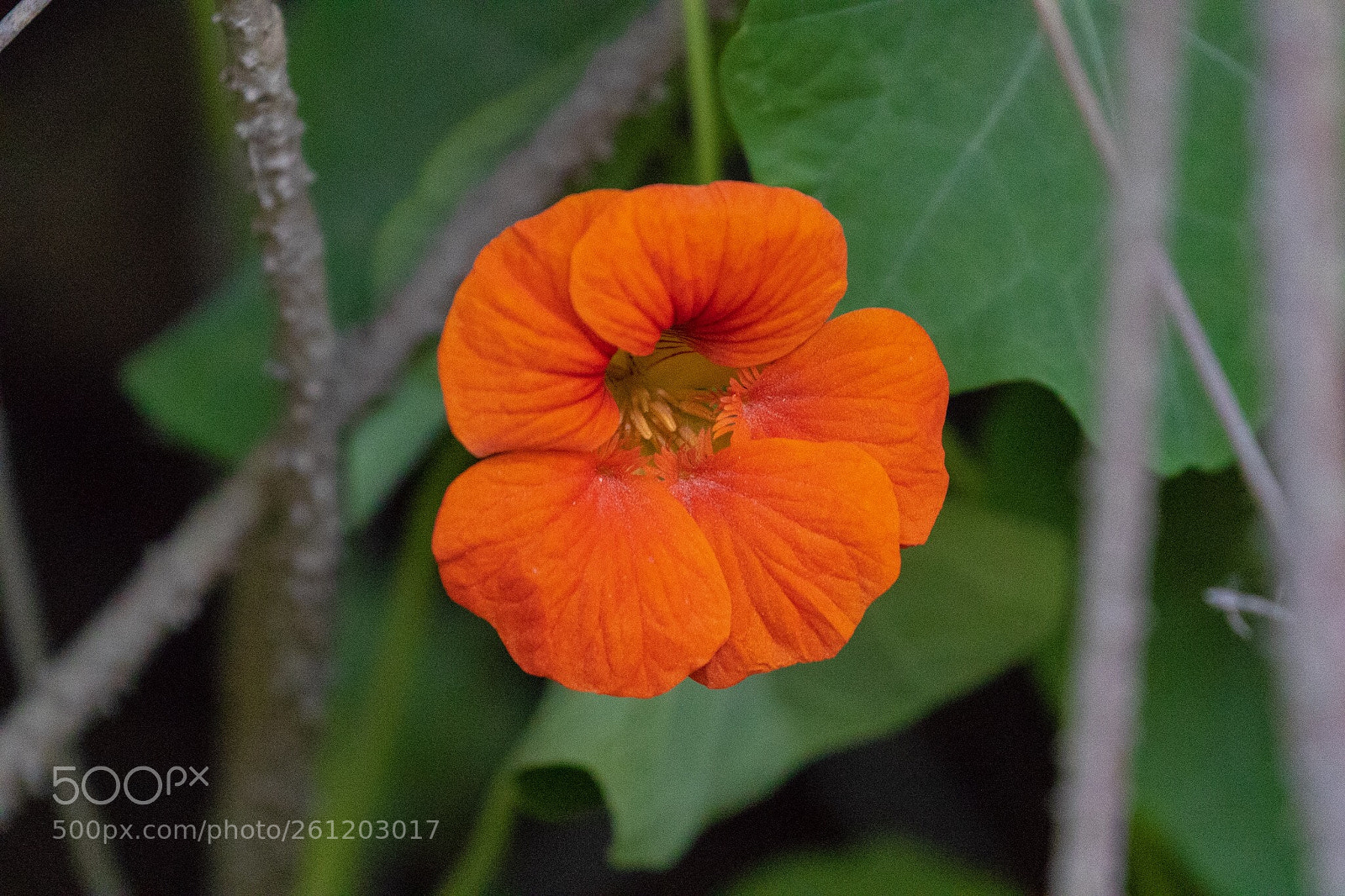 Canon EOS 7D Mark II sample photo. Sunshine in flower photography