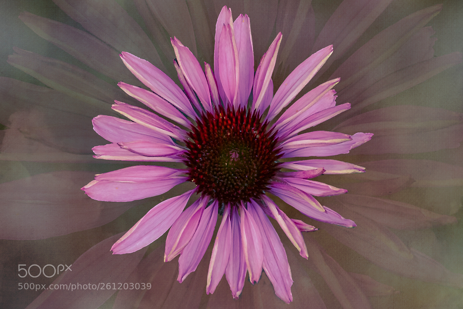 Nikon D810 sample photo. Echo... photography