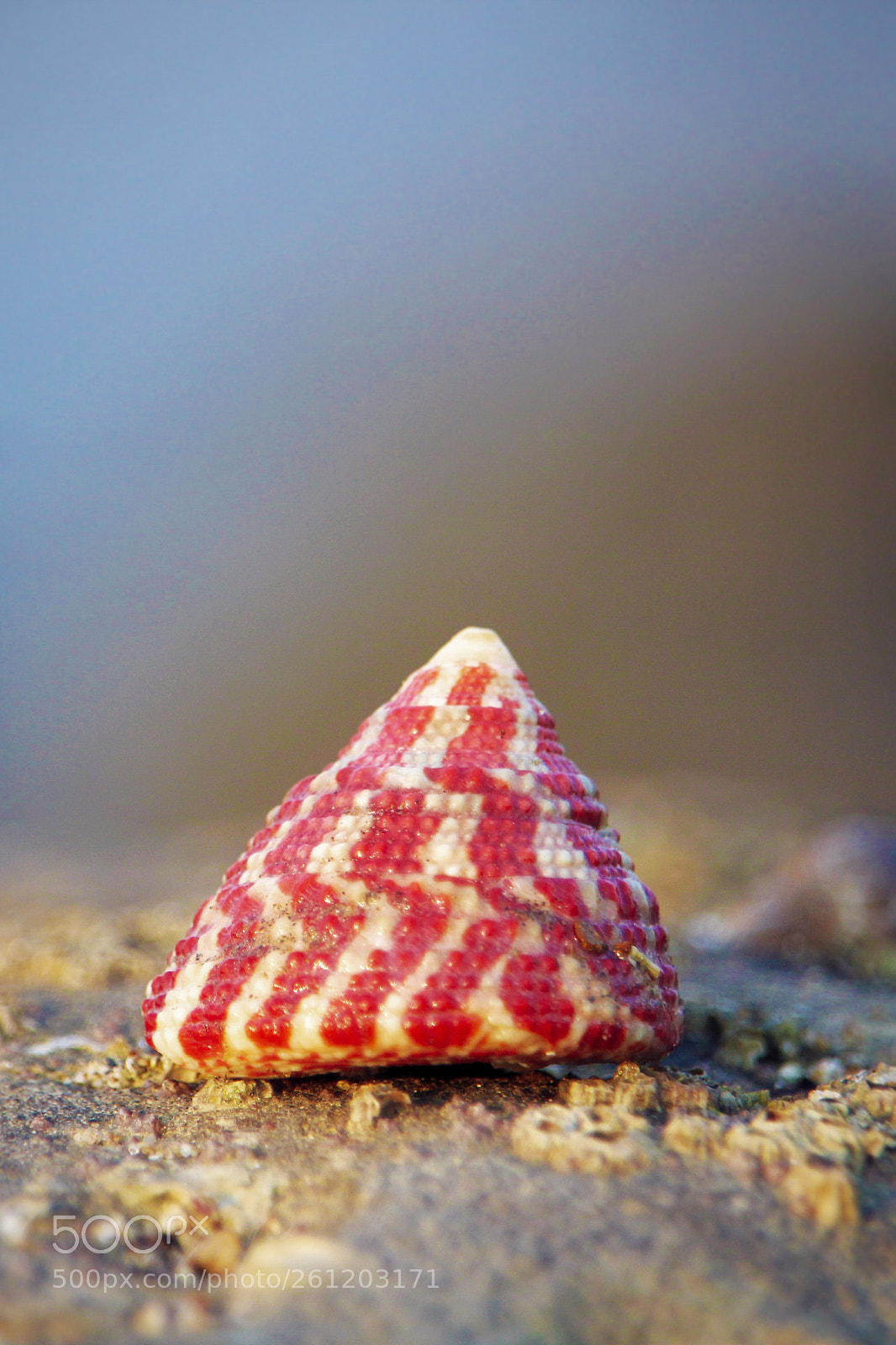 Canon EOS 700D (EOS Rebel T5i / EOS Kiss X7i) sample photo. A snail photography