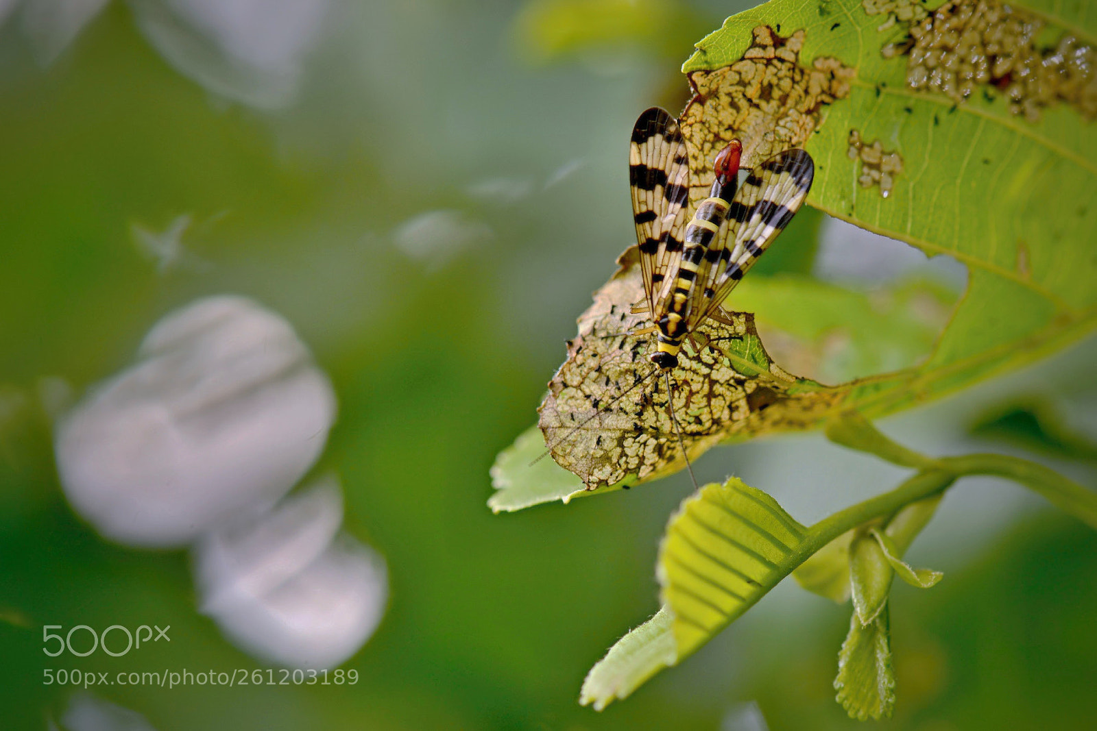 Nikon D5200 sample photo. *** photography
