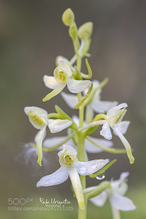 Nikon D610 sample photo. Platantera bifÒlia photography