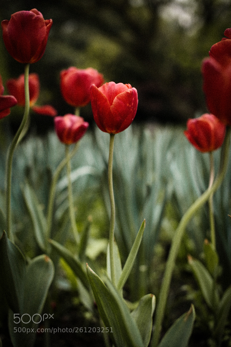 Canon EOS 5D Mark II sample photo. Psb photography