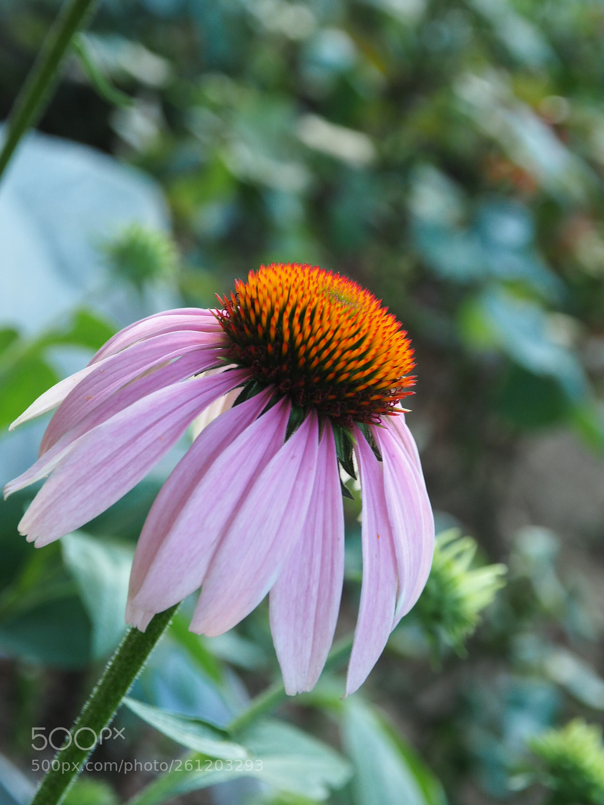 Olympus OM-D E-M5 II sample photo. 松果菊 photography