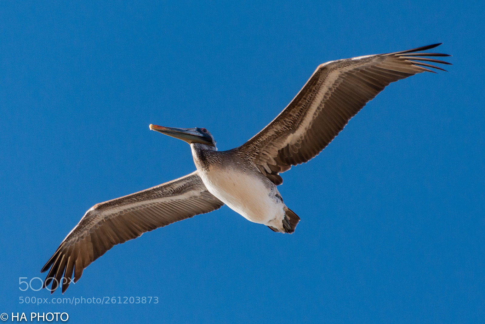 Nikon D800 sample photo. Brown pelican photography