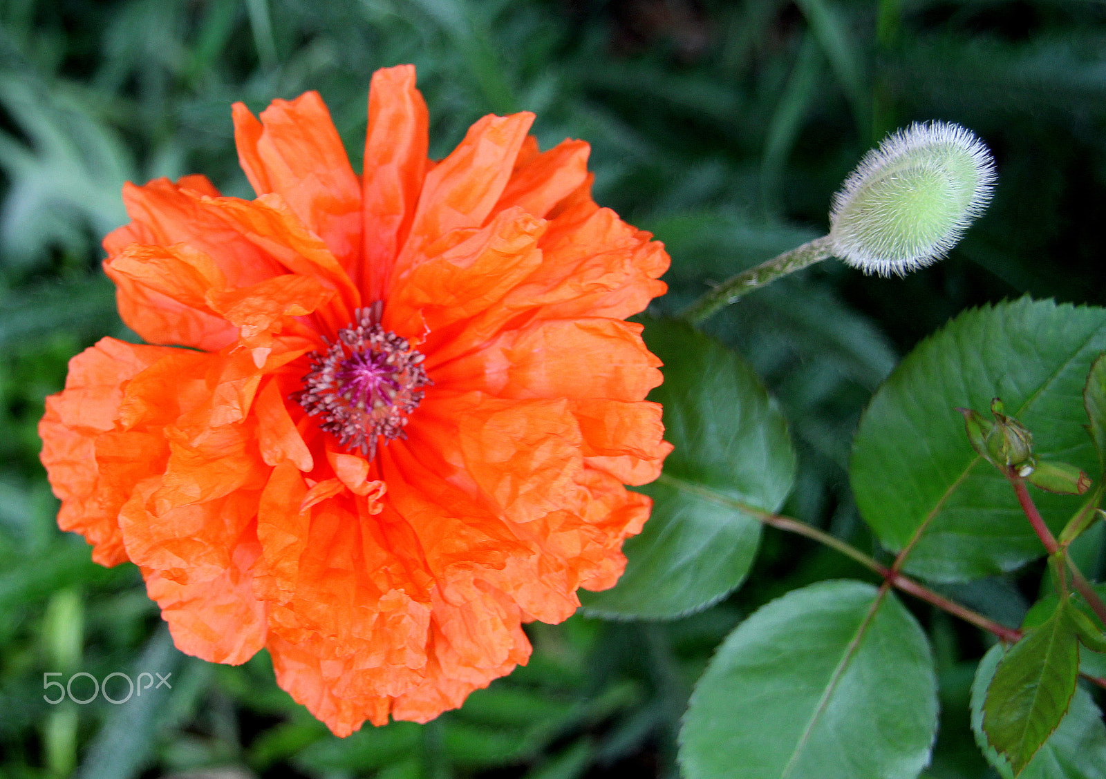 Canon EOS 700D (EOS Rebel T5i / EOS Kiss X7i) sample photo. The poppy in the east photography