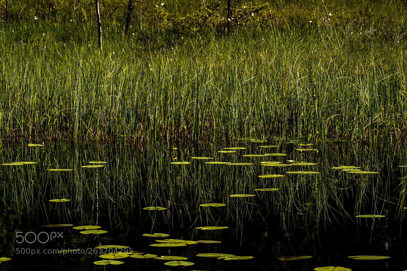 Nikon D4 sample photo. Mystic lake - reflection photography
