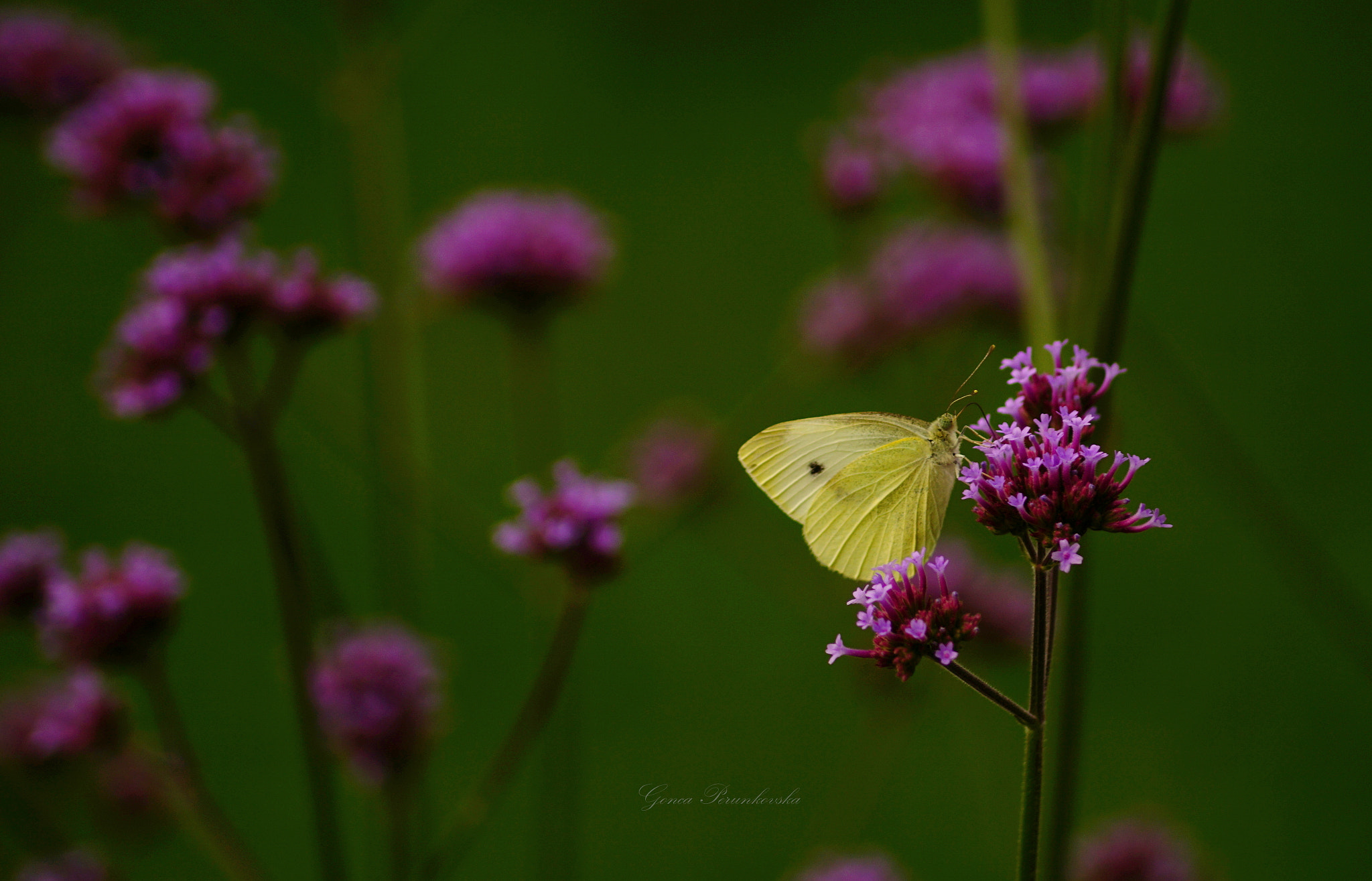Sony DT 55-200mm F4-5.6 SAM sample photo. Butterfly photography