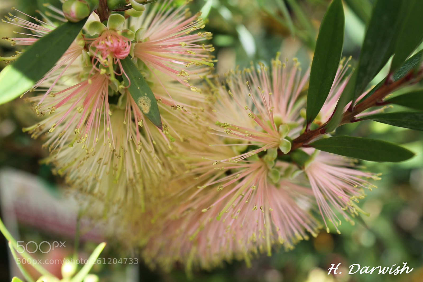 Canon EOS 1100D (EOS Rebel T3 / EOS Kiss X50) sample photo. Callistemon pink champagne  photography
