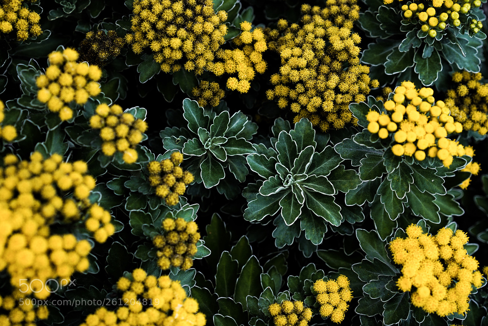 Sony a7R II sample photo. Org dsc photography