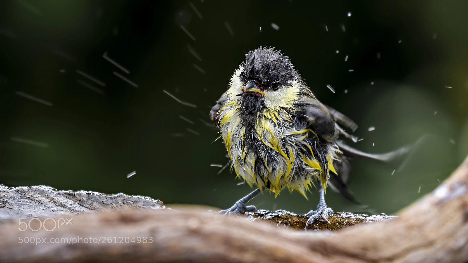 Panasonic Lumix DC-G9 sample photo. Young great tit photography
