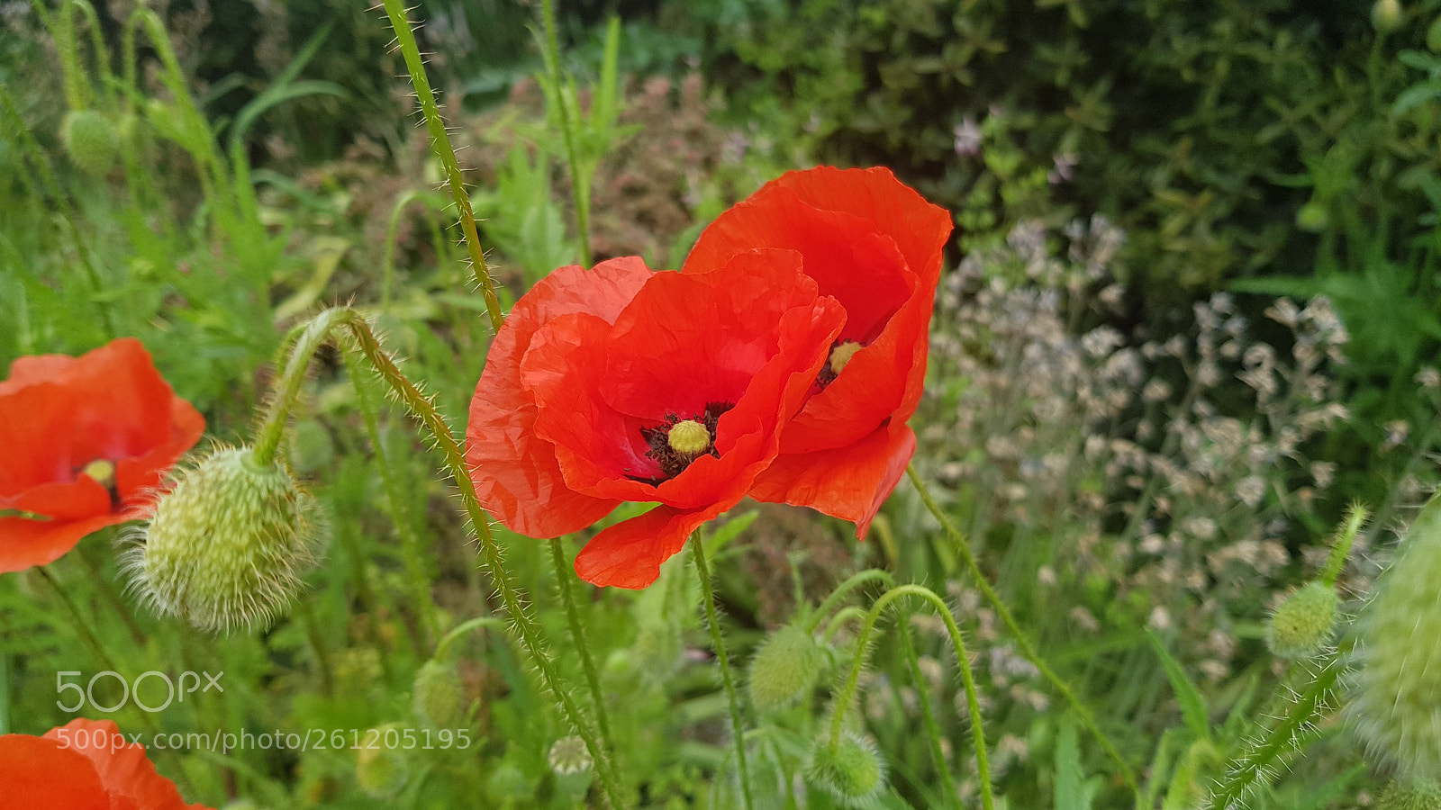Samsung Galaxy S8 sample photo. 20180603_095706.jpg photography