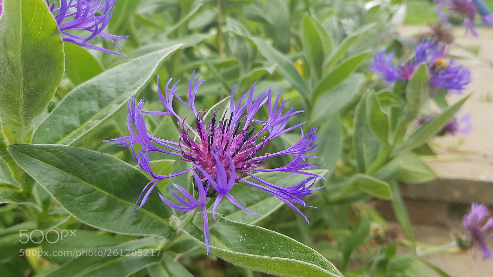 Samsung Galaxy S8 sample photo. 20180603_111904.jpg photography
