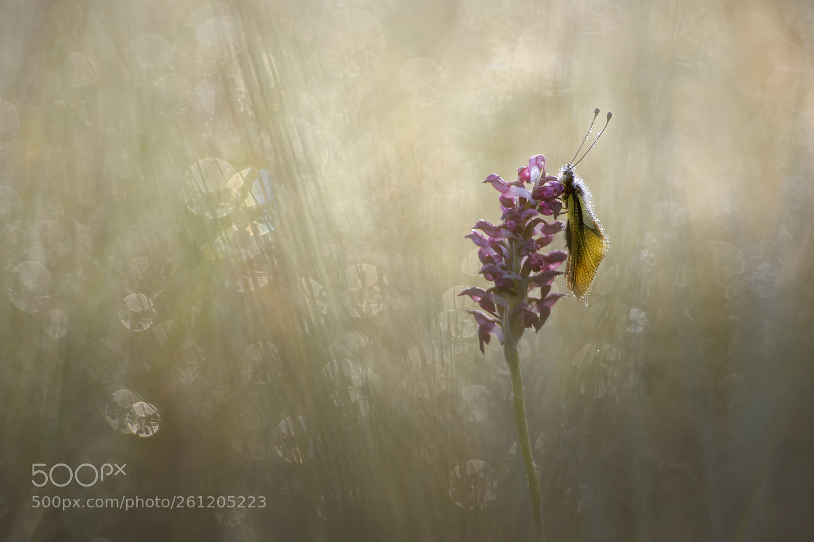 Pentax K-5 sample photo. In the morning light photography