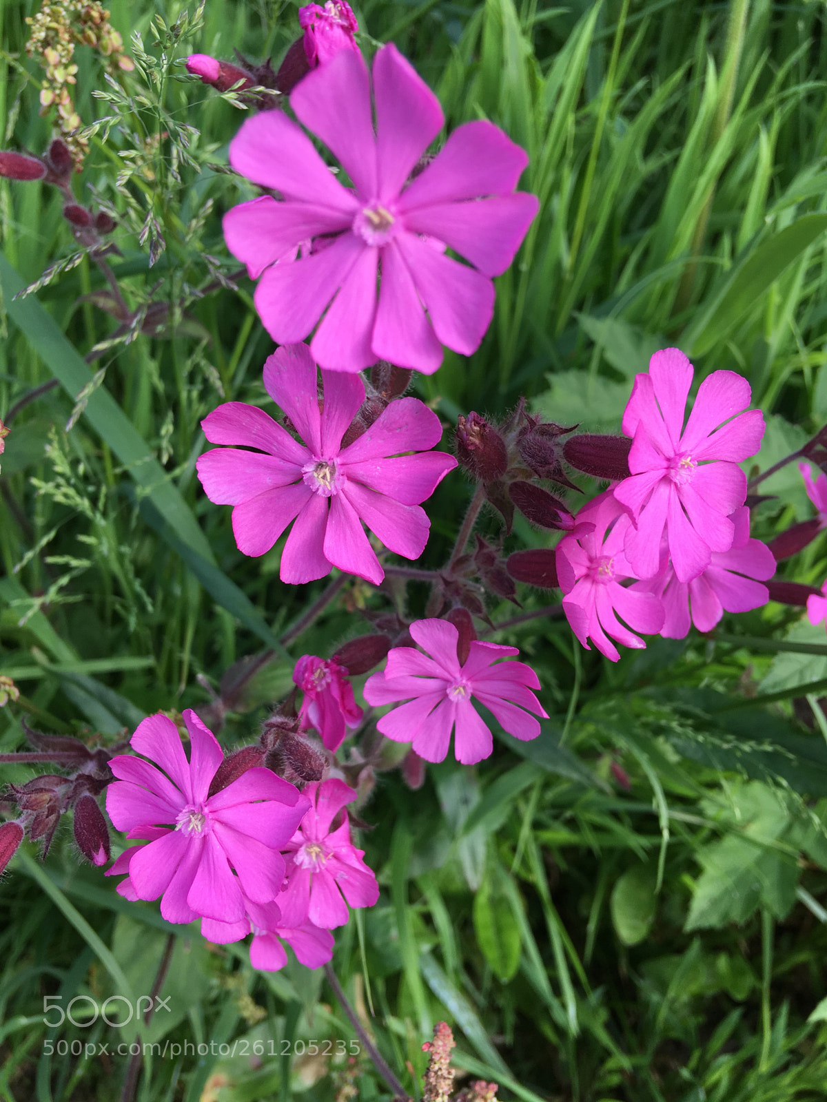 Apple iPhone SE sample photo. Colourful and full photography