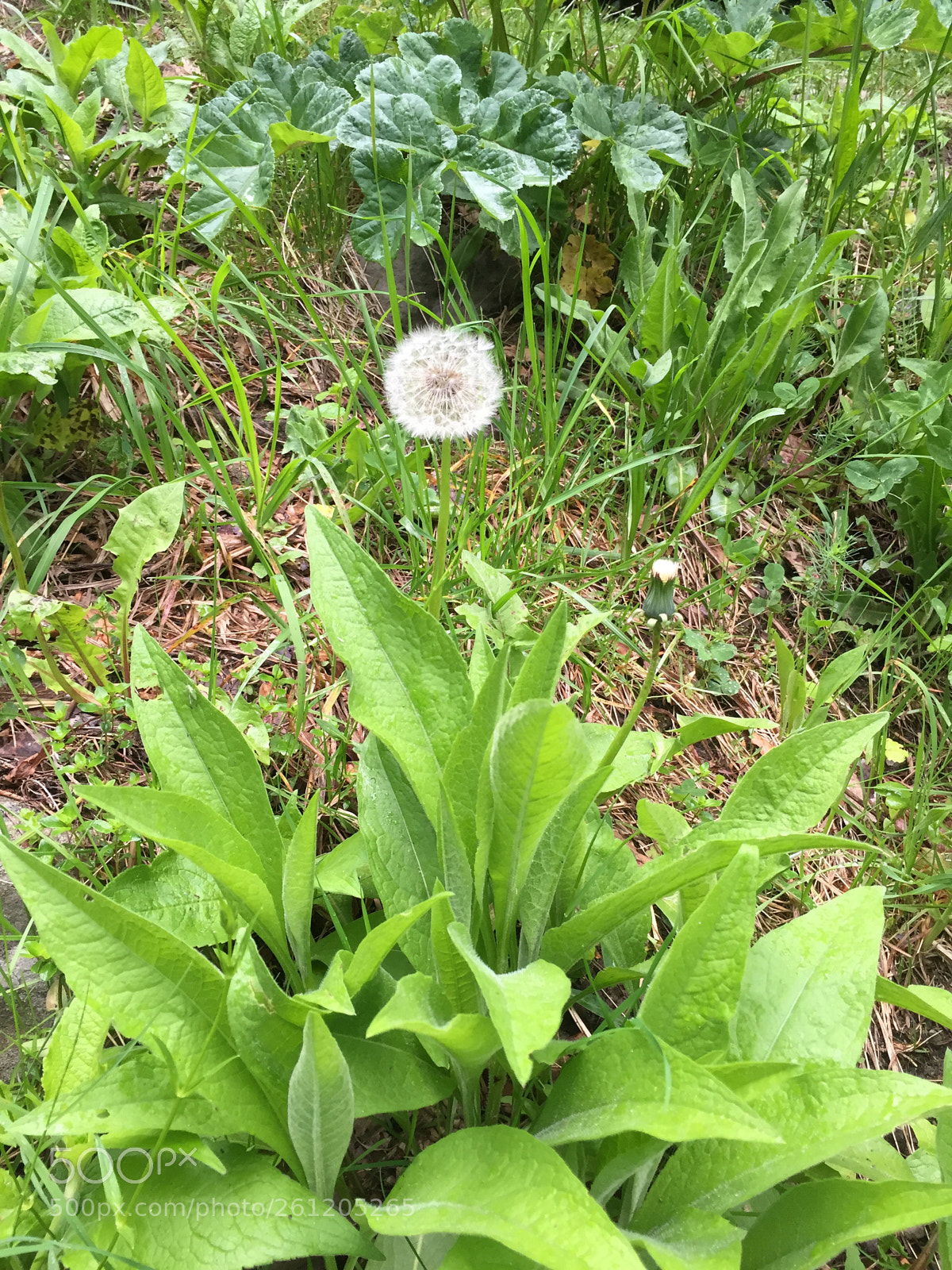 Apple iPhone 6 sample photo. Untitled photography