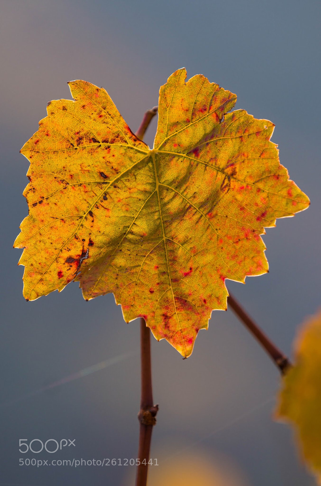 Canon EOS 70D sample photo. Autumn leaf  photography