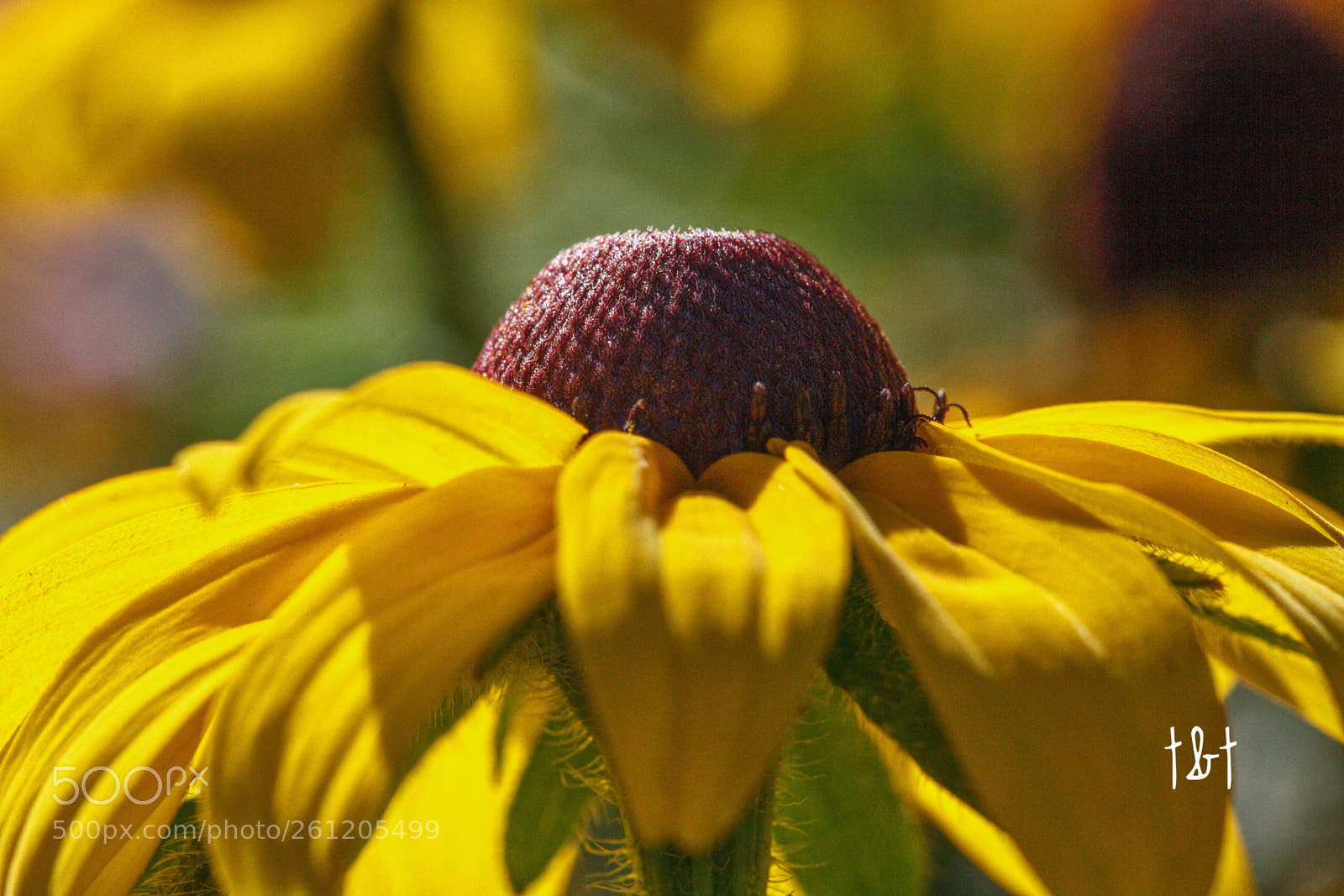Canon EOS 7D sample photo. Untitled photography