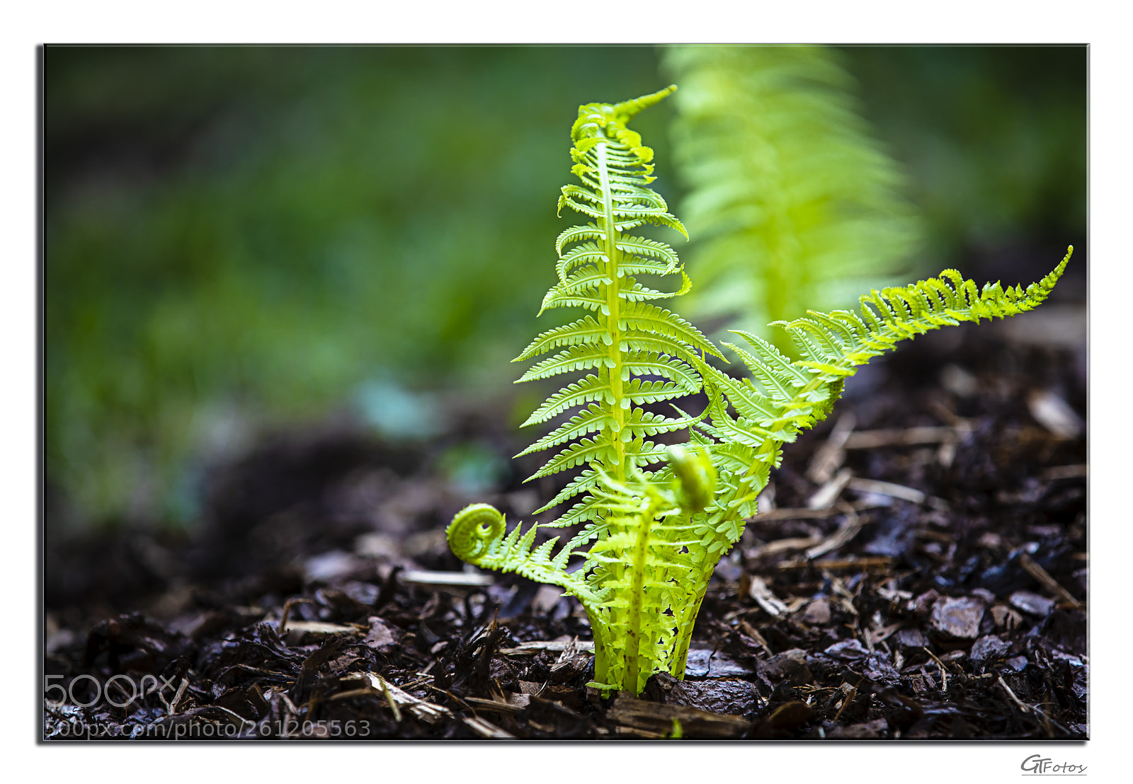 Canon EOS 5D Mark IV sample photo. Junger farn photography