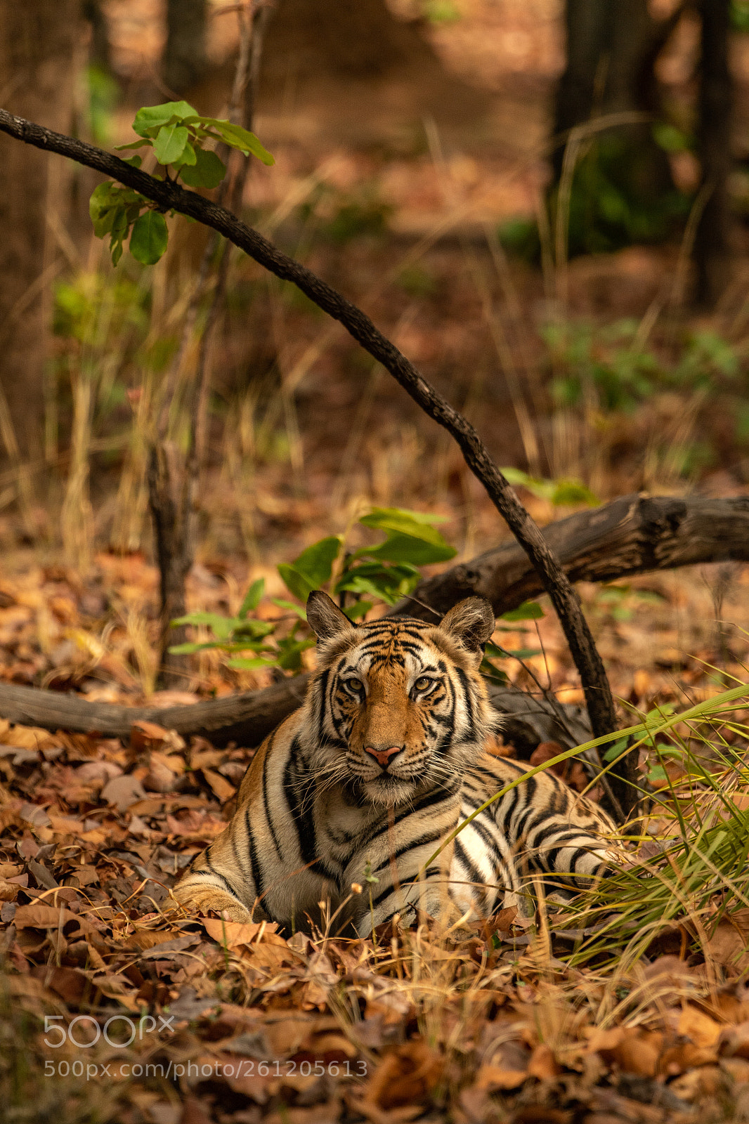 Nikon D5 sample photo. Tiger & territory photography