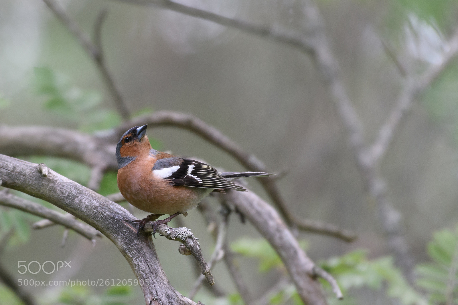 Nikon D500 sample photo. Chaffinch photography