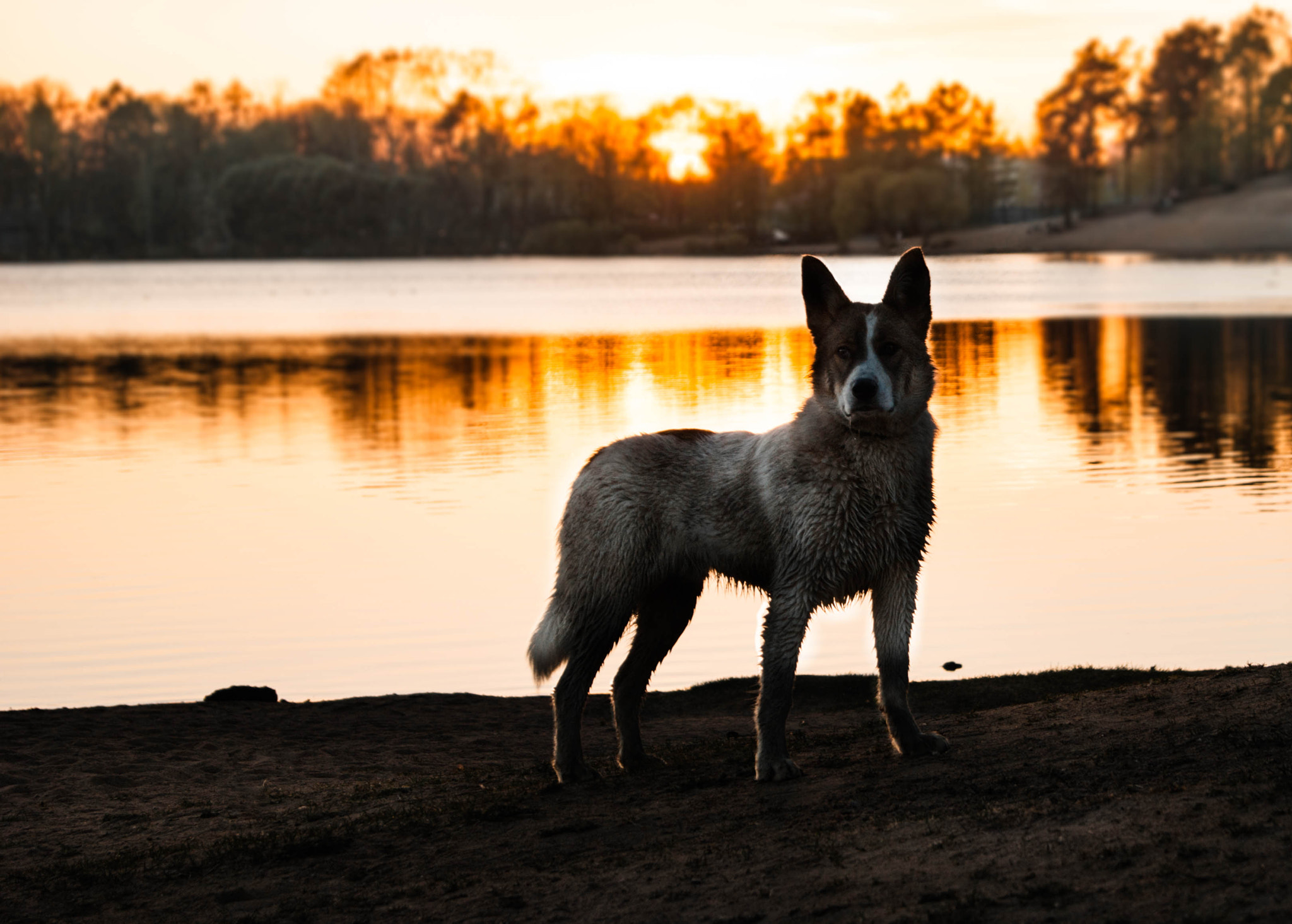 Sony Alpha DSLR-A290 sample photo. Sunset photography