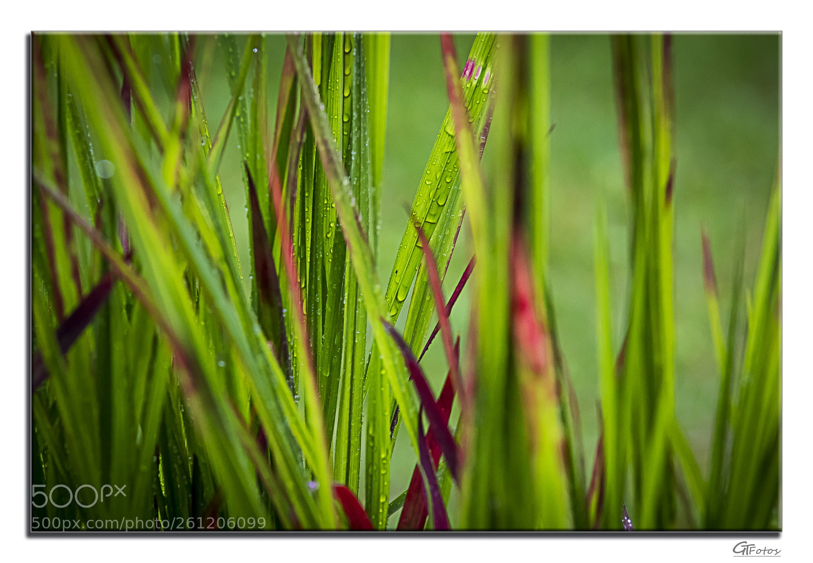 Canon EOS 5D Mark IV sample photo. Japanisches blutgras photography