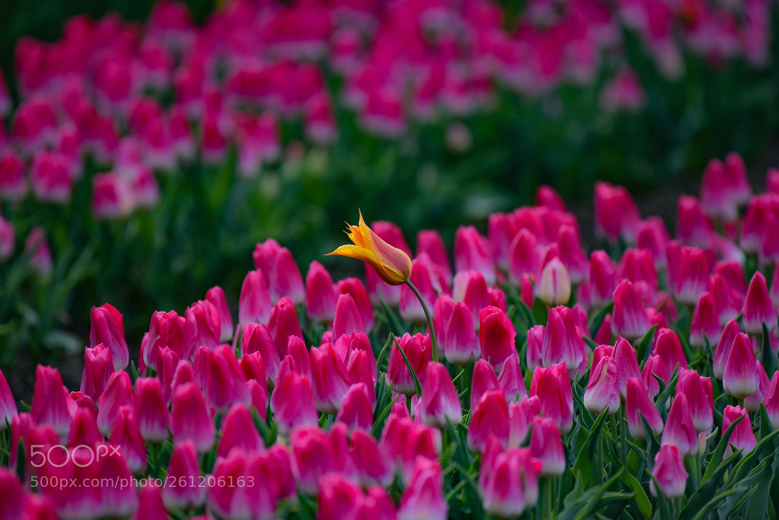 Nikon D810 sample photo. Untitled photography