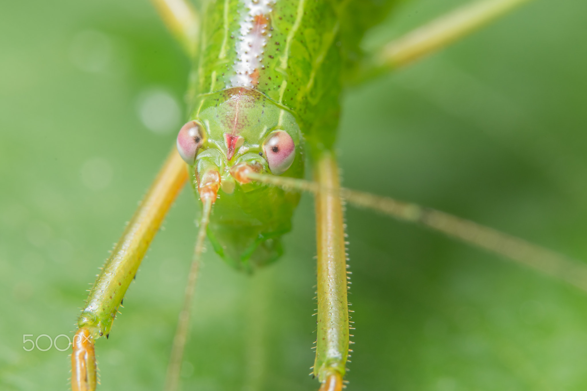 Macro grasshopper on the plant