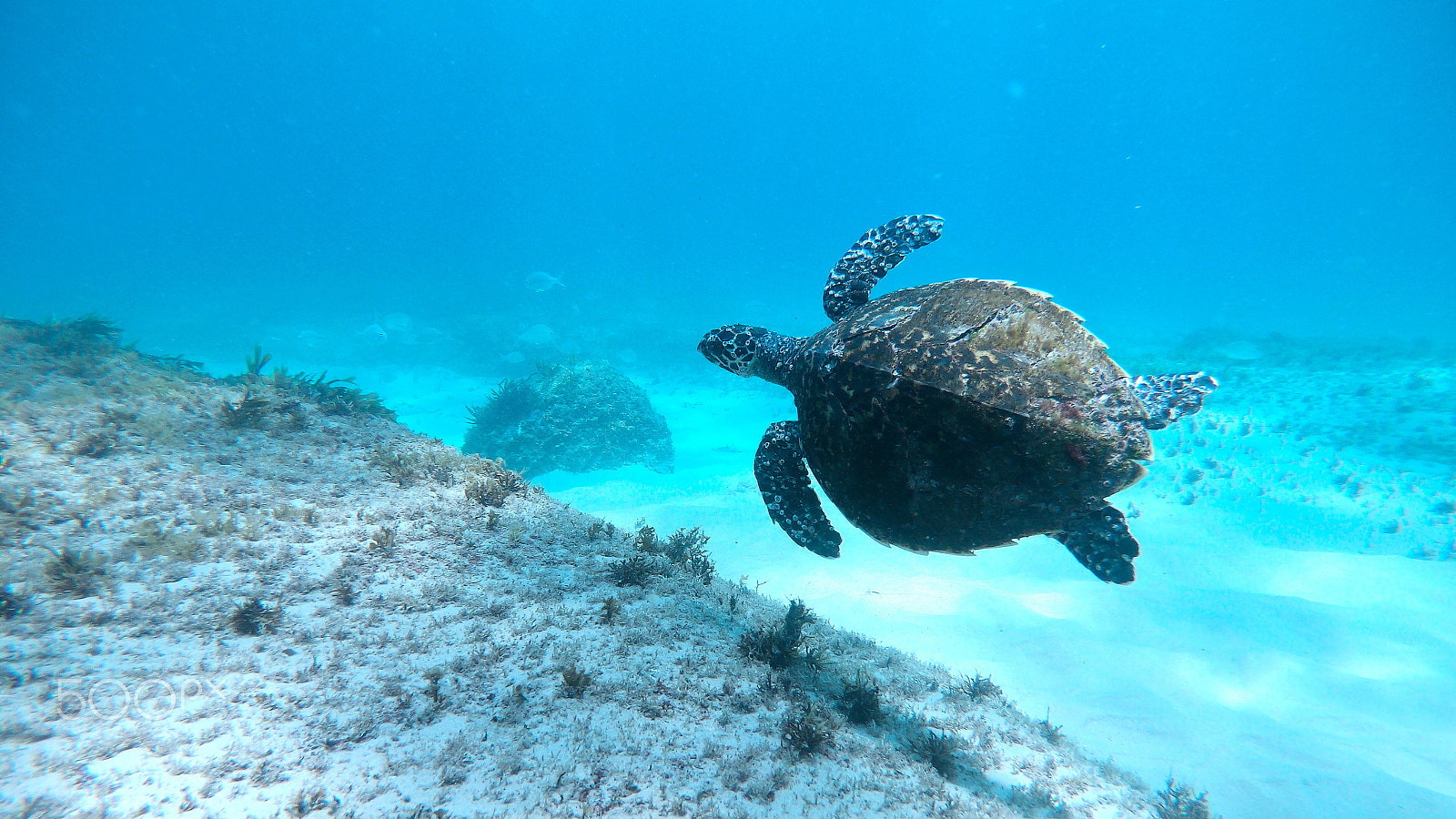 GoPro Hero6 Black sample photo. Turtle photography