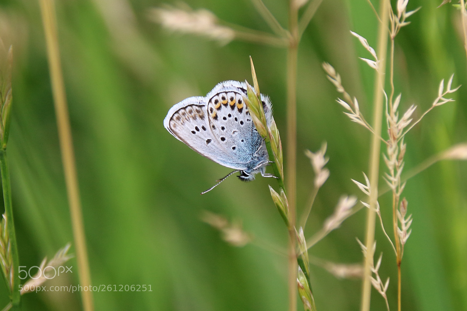 Canon EOS 1300D (EOS Rebel T6 / EOS Kiss X80) sample photo. Butterfly on the grass photography