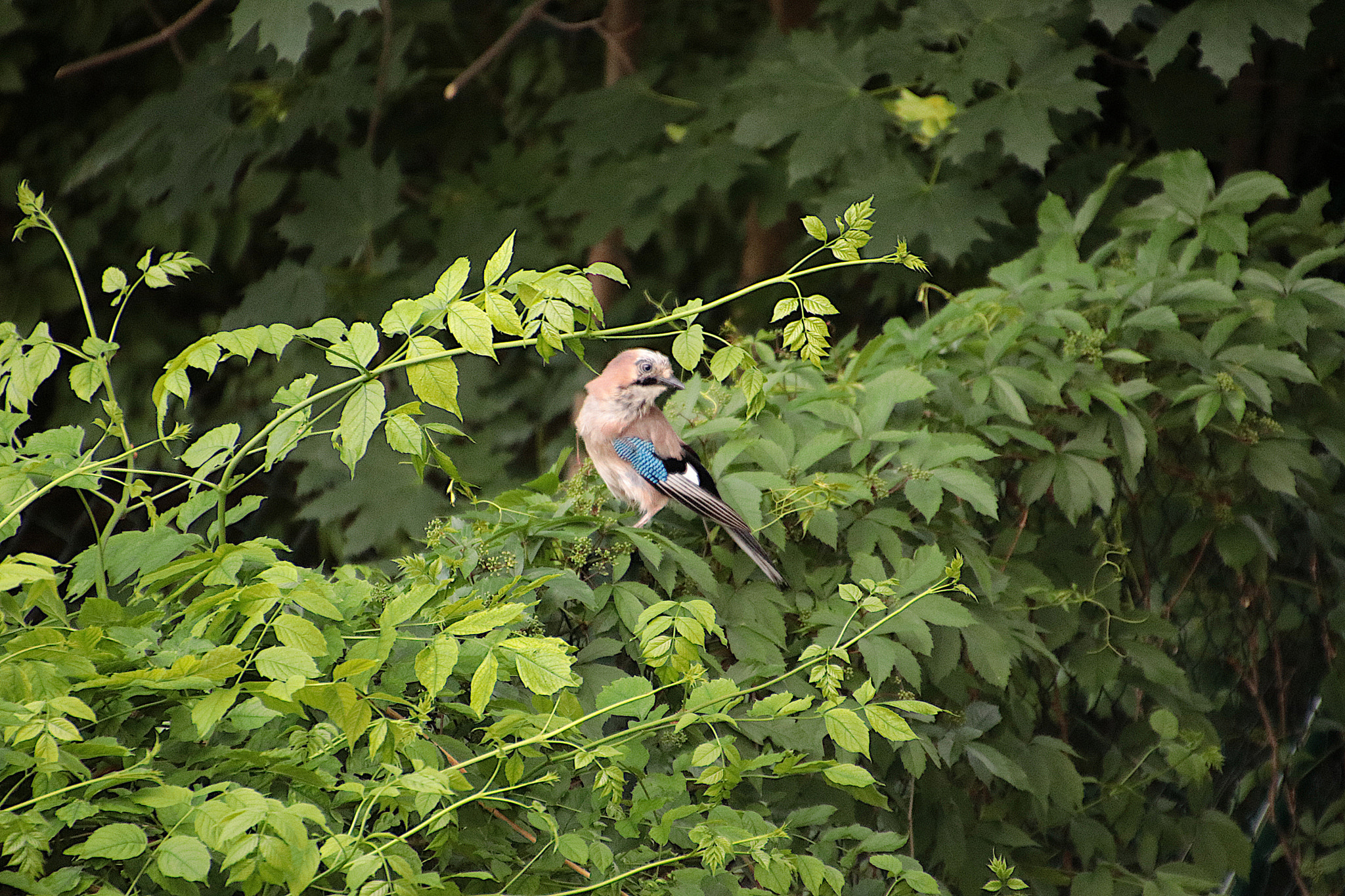 Canon EF 300mm F2.8L IS II USM sample photo. Prague / praha 2018 photography