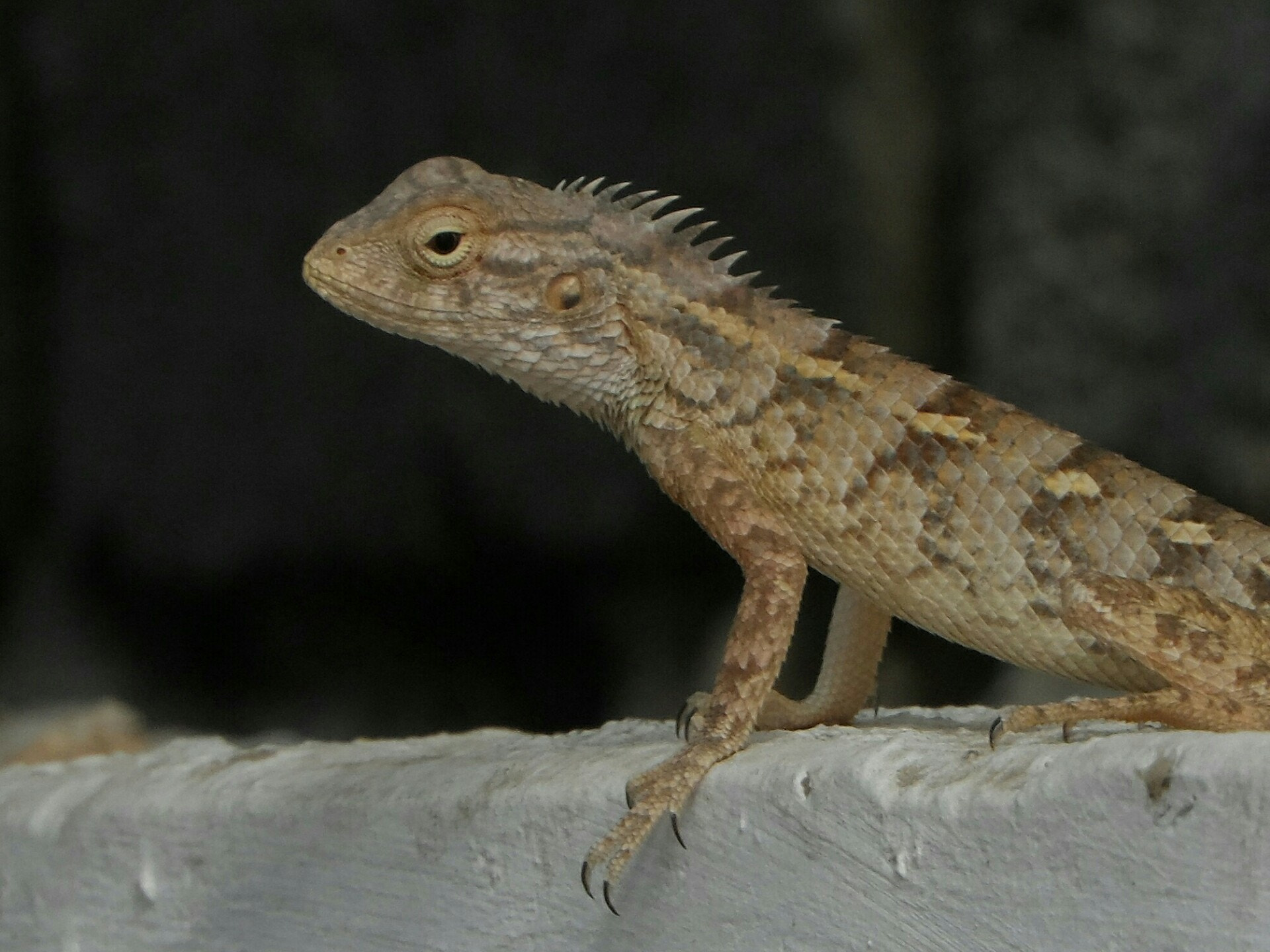 Samsung WB150 / WB150F / WB152 / WB152F / WB151 / WB151F / WB140 sample photo. Garden lizard photography