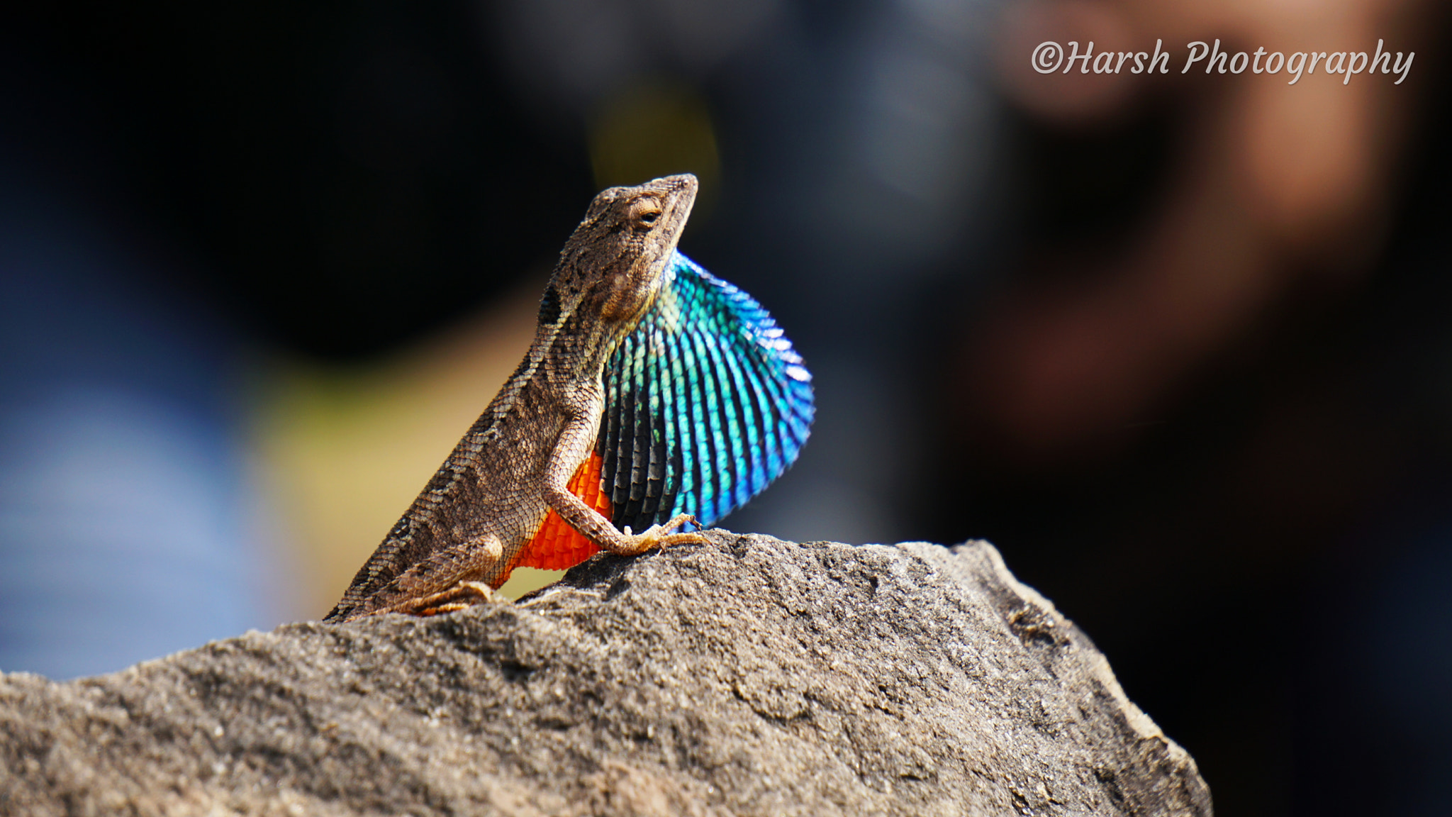 Sony E 55-210mm F4.5-6.3 OSS sample photo. Fan throated lizard photography