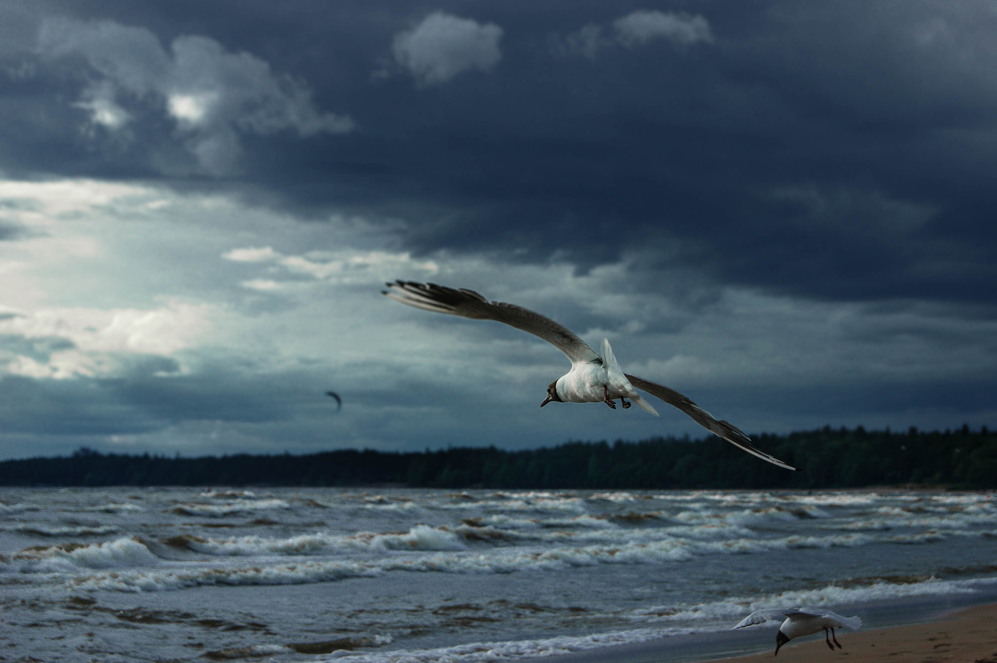 Sony Alpha DSLR-A290 sample photo. Nature photography