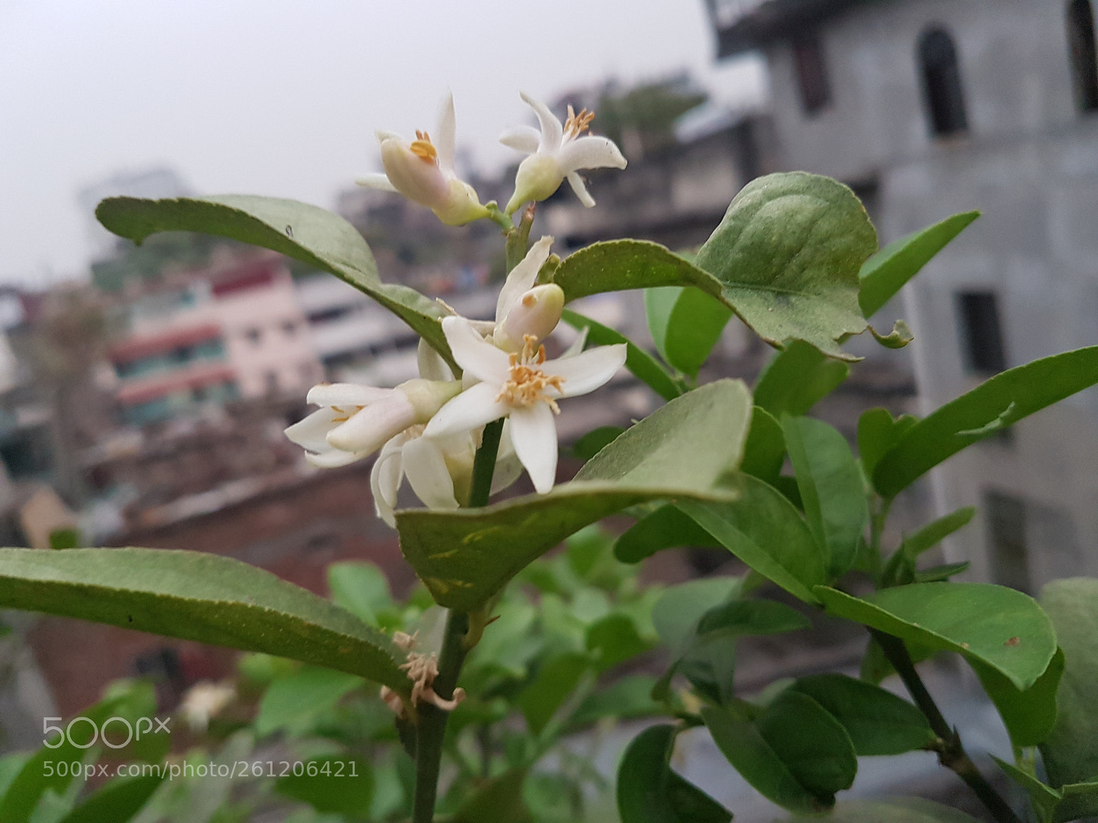 Samsung Galaxy S7 Edge sample photo. White flower photography