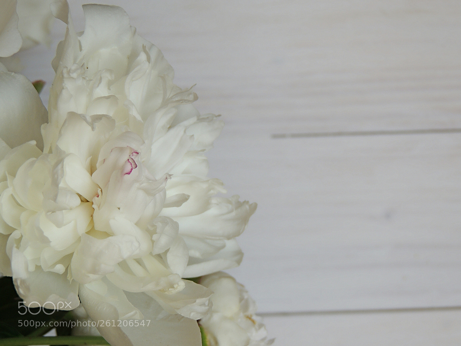 Nikon Coolpix P510 sample photo. Peony flower. photography