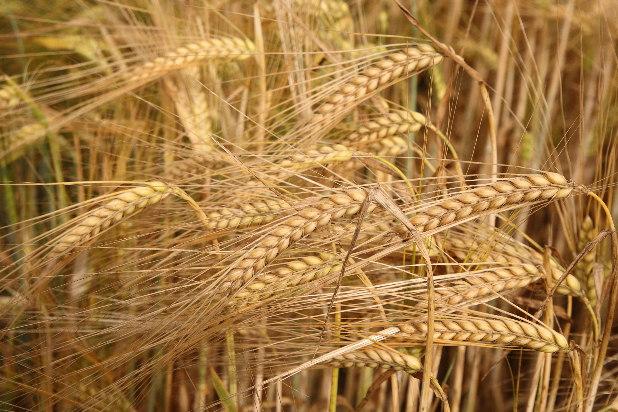 Canon EOS 5D sample photo. Barley photography