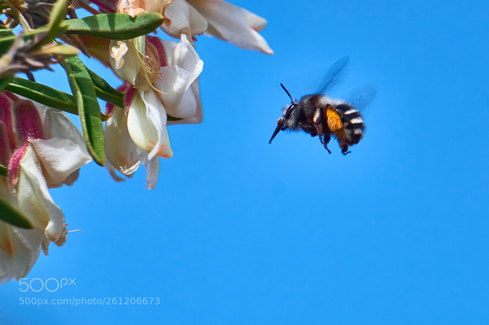Sony a6000 sample photo. Futtersuche photography