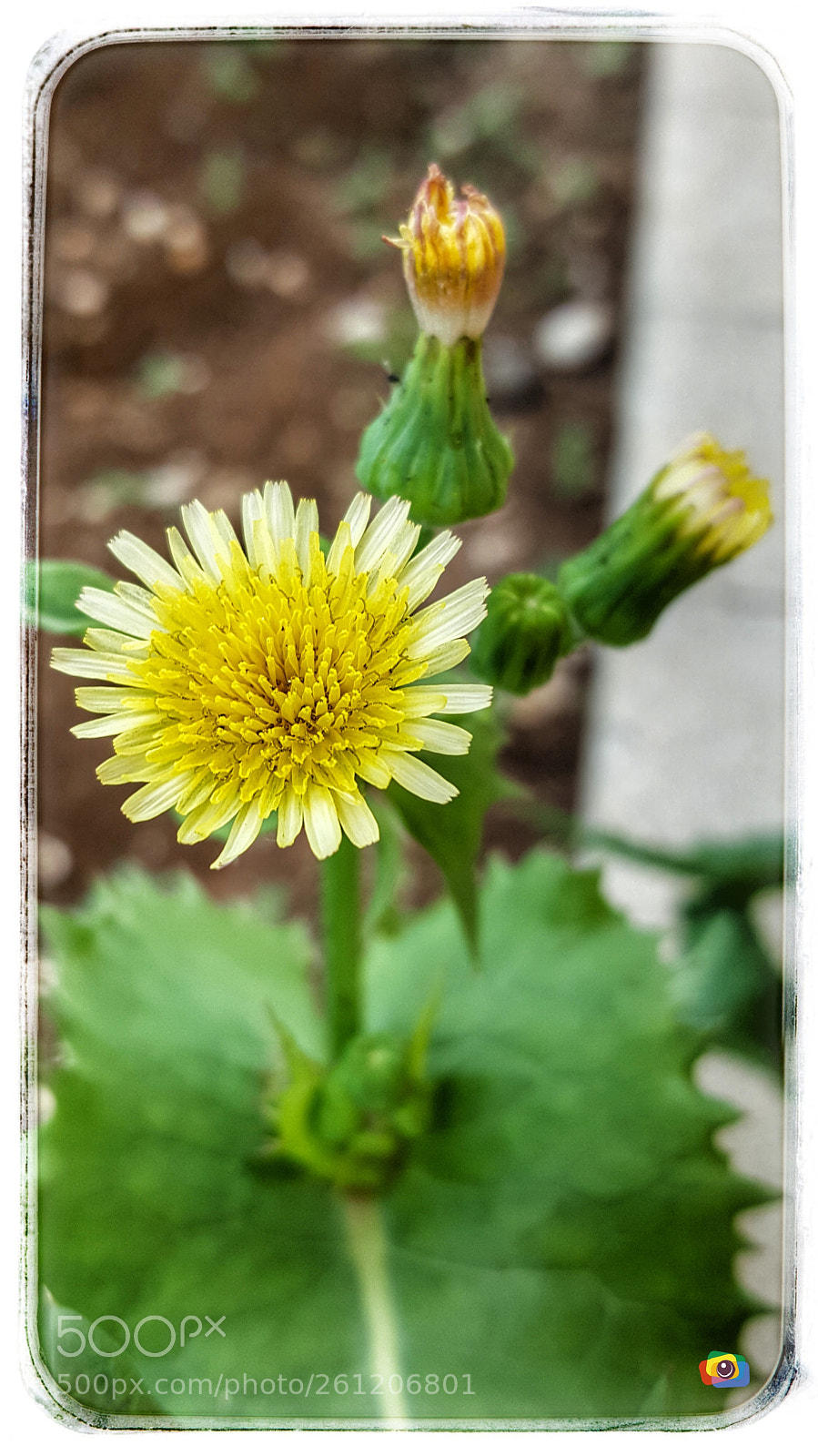 Samsung Galaxy S6 sample photo. Flower photography