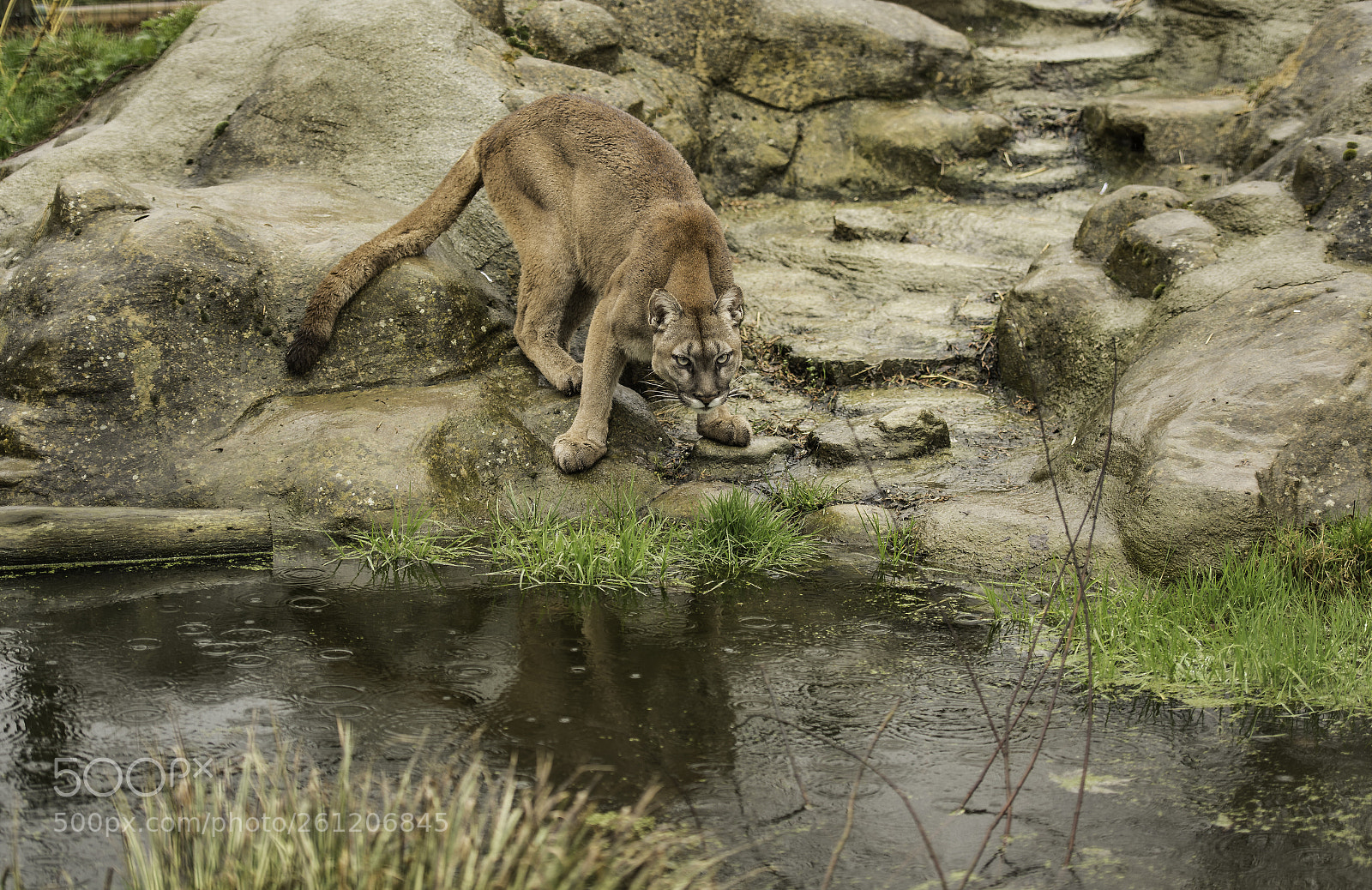 Nikon D5 sample photo. Puma series photography