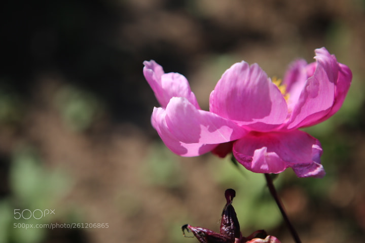 Canon EOS 6D + Canon EF 24-70mm F2.8L USM sample photo. Img photography