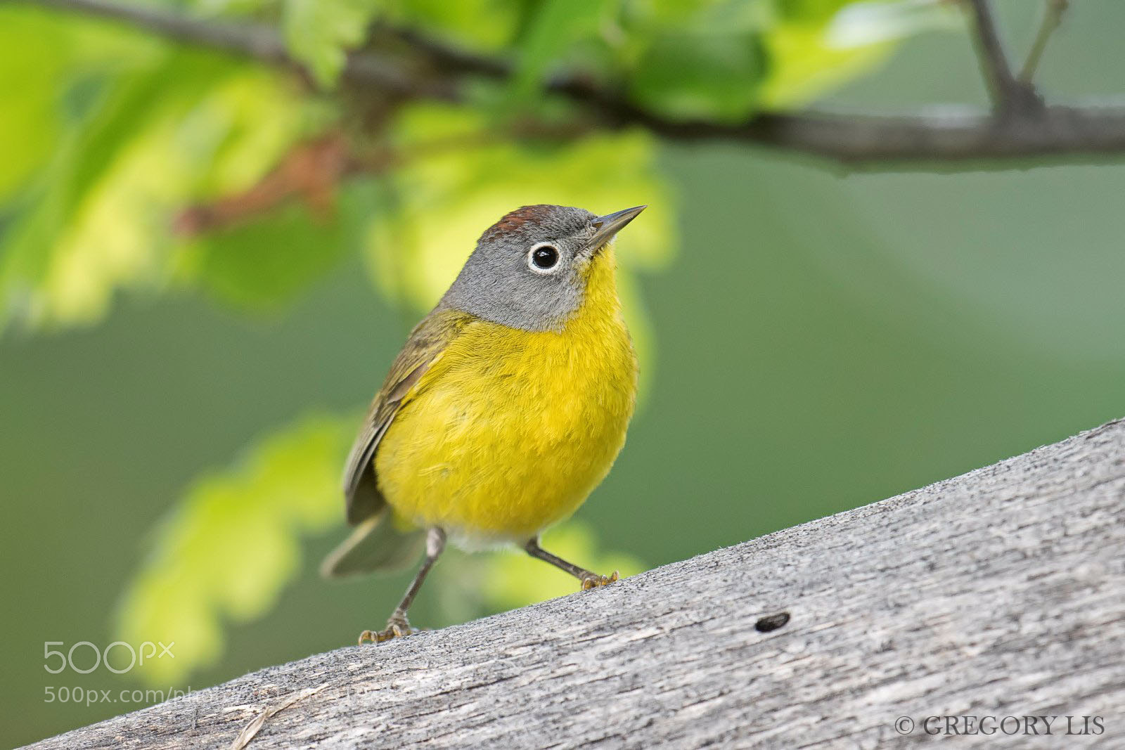 Nikon D810 sample photo. Nashville warbler photography