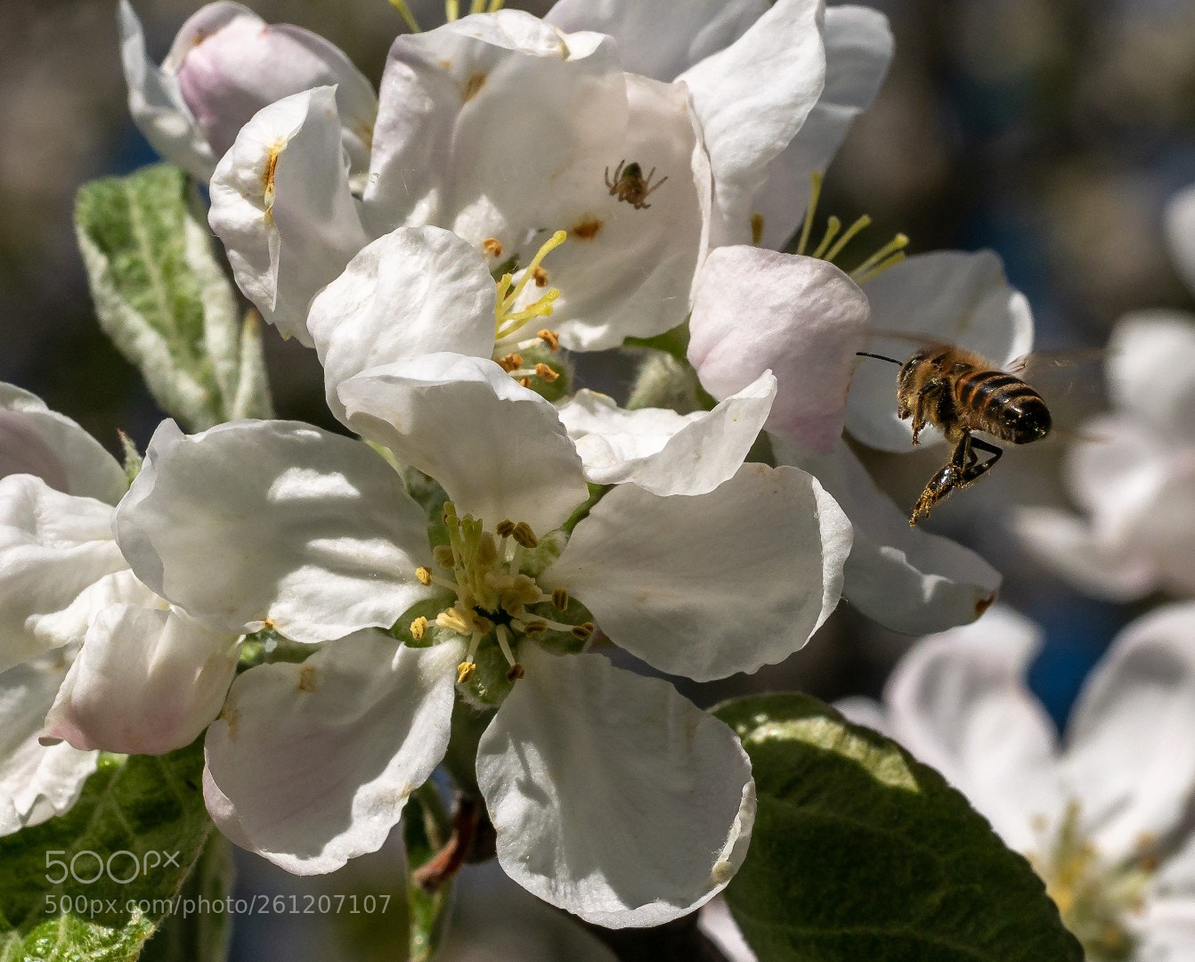 Panasonic Lumix DMC-GX7 sample photo. Flowers and bee photography