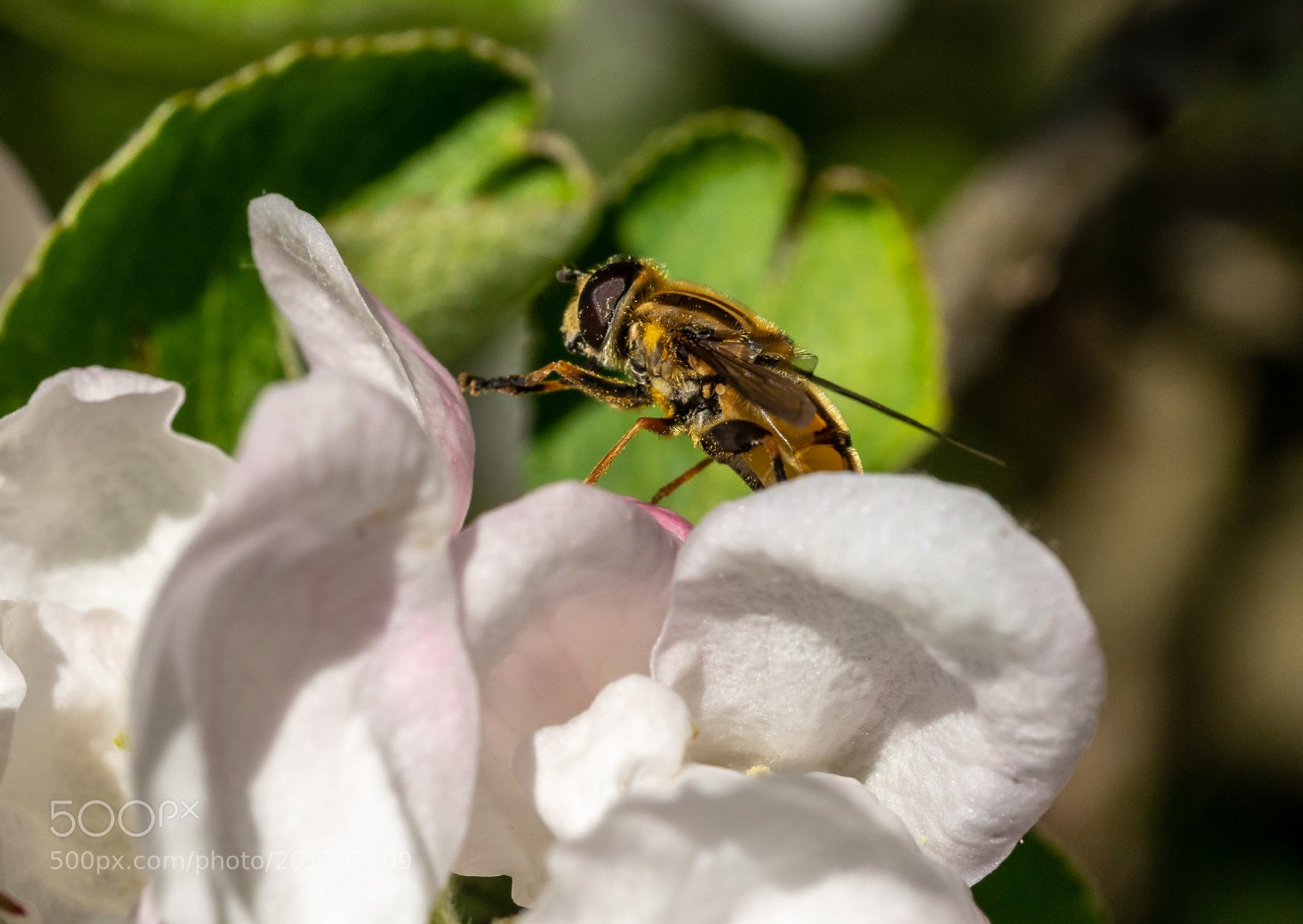 Panasonic Lumix DMC-GX7 sample photo. Flowers and hoverfly photography