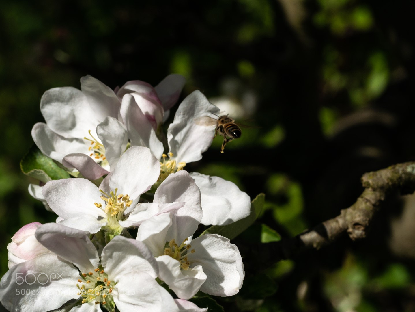 Panasonic Lumix DMC-GX7 sample photo. Flowers and bee photography