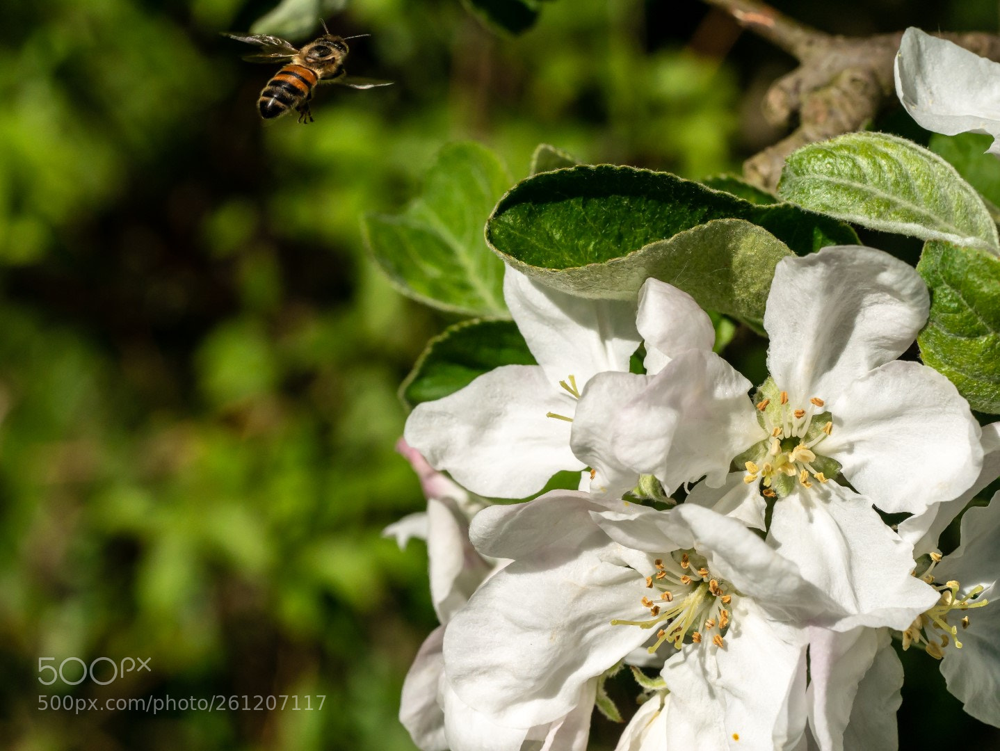 Panasonic Lumix DMC-GX7 sample photo. Flowers and bee photography