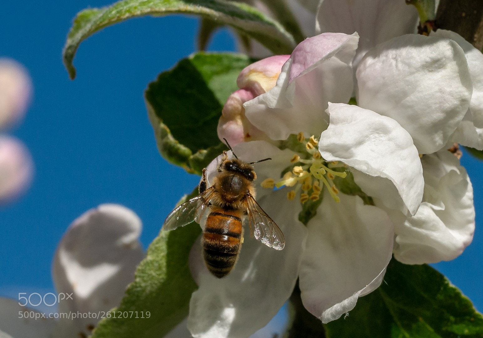 Panasonic Lumix DMC-GX7 sample photo. Flowers and bee photography