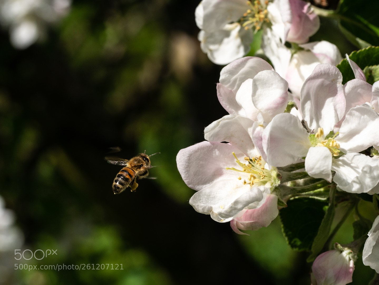 Panasonic Lumix DMC-GX7 sample photo. Flowers and bee photography